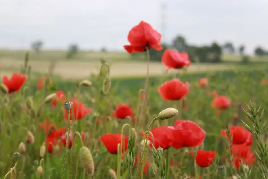Dożynki Gminno-Parafialne w Kadłubie Wolnym – święto plonów już we wrześniu